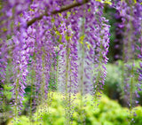 Wisteria floribunda Purple (Purple Wisteria, Japanese Purple Wisteria)
