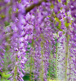 Wisteria floribunda Purple (Purple Wisteria, Japanese Purple Wisteria)