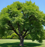 Juglans ailantifolia (Japanese Walnut)