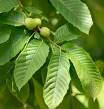 Juglans ailantifolia (Japanese Walnut)