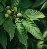 Juglans ailantifolia (Japanese Walnut)