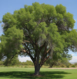 Juglans major (Arizona Walnut)