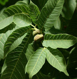 Juglans major (Arizona Walnut)