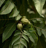 Juglans major (Arizona Walnut)