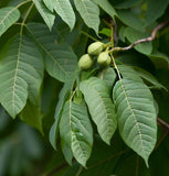 Juglans mandshurica (Manchurian Walnut)