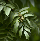 Juglans mandshurica (Manchurian Walnut)