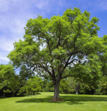 Juglans nigra Northern (Northern Black Walnut), Zones 4-8