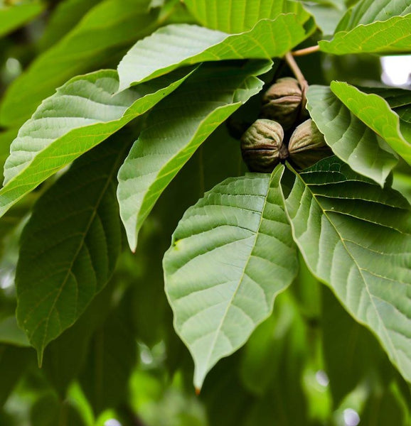 Juglans nigra Northern (Northern Black Walnut), Zones 4-8 – MySeedsCo