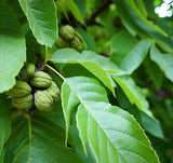 Juglans nigra Northern (Northern Black Walnut), Zones 4-8