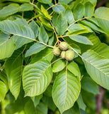 Juglans nigra Northern (Northern Black Walnut), Zones 4-8