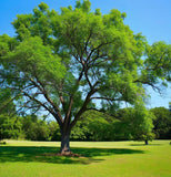 Juglans nigra Southern (Southern Black Walnut)