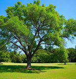 Juglans nigra Southern (Southern Black Walnut)