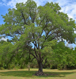 Juglans nigra Southern (Southern Black Walnut)