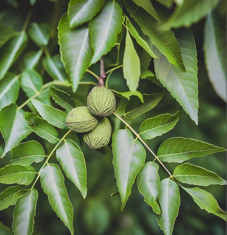 Black Walnut Tree Leaves Black walnut tree leaves