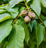 Juglans nigra Southern (Southern Black Walnut)