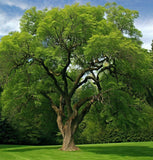 Juglans regia Hardy Carpathian (Persian Walnut)