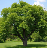 Juglans regia Hardy Carpathian (Persian Walnut)