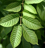 Juglans regia Hardy Carpathian (Persian Walnut)