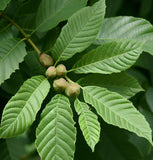 Juglans regia Hardy Carpathian (Persian Walnut)