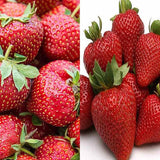 Collection Mix Strawberry Plants (Bare Roots)  (Everbearing + Junebearer)
