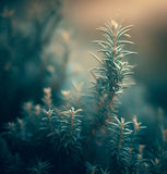 Juniperus communis (Common Juniper)