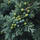 Juniperus osteosperma (Utah Juniper)
