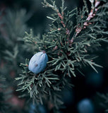 Juniperus scopulorum (Rocky Mountain Juniper, Rocky Mt. Juniper)