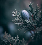 Juniperus scopulorum (Rocky Mountain Juniper, Rocky Mt. Juniper)