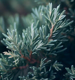 Juniperus scopulorum (Rocky Mountain Juniper, Rocky Mt. Juniper)