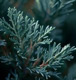 Juniperus scopulorum (Rocky Mountain Juniper, Rocky Mt. Juniper)