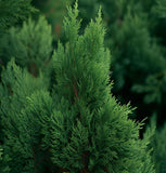 Juniperus virginiana (Eastern Red Cedar, Virginia Cedar) Seedlings & Transplants Available for Spring Shipping