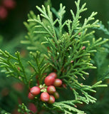 Juniperus virginiana (Eastern Red Cedar, Virginia Cedar) Seedlings & Transplants Available for Spring Shipping