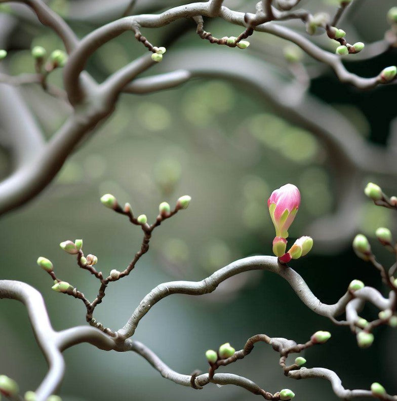 Cercidiphyllum japonicum (Japanese Katsura Tree, Katsura Tree, Japanese Judas Tree)