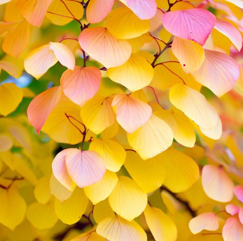 Katsyra Tree Cercidiphyllum japonicum (Japanese Katsura Tree, Katsura Tree, Japanes ...