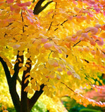 Cercidiphyllum japonicum (Japanese Katsura Tree, Katsura Tree, Japanese Judas Tree)