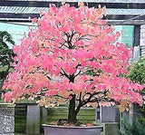 Cercidiphyllum japonicum (Japanese Katsura Tree, Katsura Tree, Japanese Judas Tree)