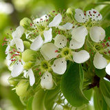 Pyrus communis x Kirschensaller (Kirschensaller Pear, European Pear)