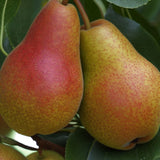 Pyrus communis x Kirschensaller (Kirschensaller Pear, European Pear)