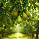 Pyrus communis x Kirschensaller (Kirschensaller Pear, European Pear)