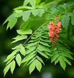 Koelreuteria bipinnata (Chinese Flame Tree)