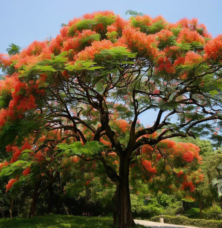 Flame Tree