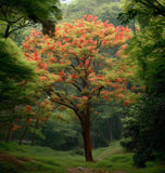 Koelreuteria bipinnata (Chinese Flame Tree)