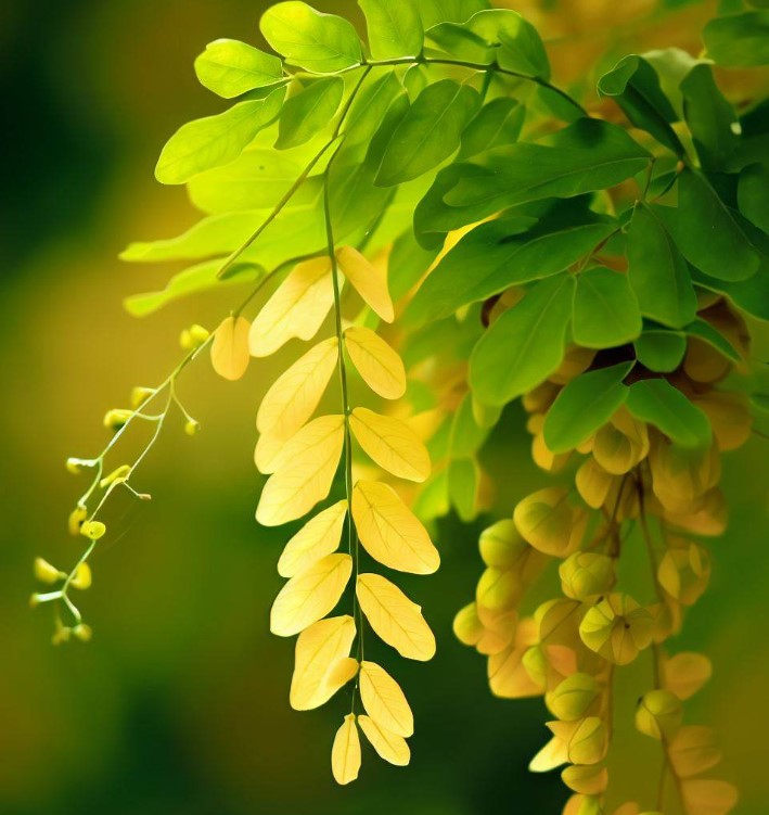 Golden Chain Tree Leaves