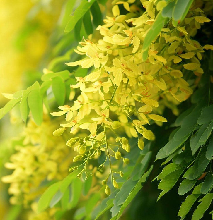 Koelreuteria paniculata (Golden Rain Tree)