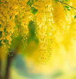 Koelreuteria paniculata (Golden Rain Tree)