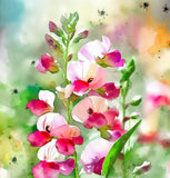 LATHYRUS odoratus 'Bijou Mix' (Annual Sweet Pea, Dwarf - Bijou Mix)