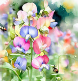 LATHYRUS odoratus 'Bijou Mix' (Annual Sweet Pea, Dwarf - Bijou Mix)