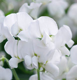 LATHYRUS odoratus 'High Scent' (Annual Sweet Pea, Very Fragrant - High Scent)