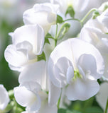 LATHYRUS odoratus 'High Scent' (Annual Sweet Pea, Very Fragrant - High Scent)