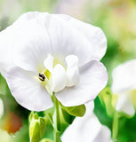 LATHYRUS odoratus 'High Scent' (Annual Sweet Pea, Very Fragrant - High Scent)